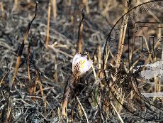 Шафран сетчатый 002